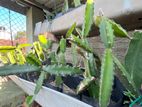 Dragon Fruit Plants