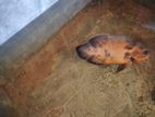 Oscar Fish