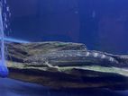 Leopard Bichir Fish