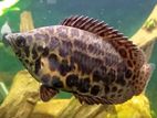 Leopard Bush Fish