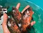 Leopard Oscar Fish