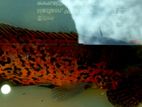 Lepord Oscar Fish