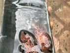 Oscar Red Leopard Fish
