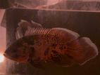Leopard Veil Tail Oscar