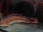 Lapradei Bichir