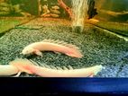 Leucistic Senegal Longfin Bichir