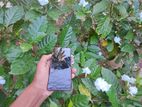 LG Q9 (Used)