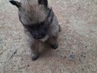 Lion Pomeranian Puppies