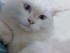 light blue eyes full persian cats