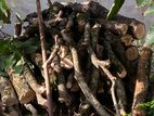 කොහොඹ කොට