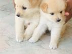 Line Pomeranian Puppies