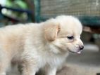 Lion Pomeranian Puppy