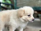 Lion Pomeranian Puppy