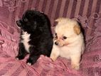 Lion Pomeranian Puppy