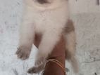 Lion Pomeranian Puppies