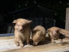 Lion Pomeranian Puppies