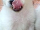 Lion Pomanarian Puppy