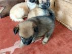 Lion Pommerian Puppies