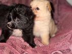 Lion Pomeranian Puppies