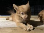 Lion Pomeranian Puppy