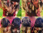 Lion German Shepherd Puppies