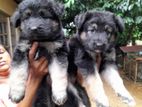 German Shepherd Puppies