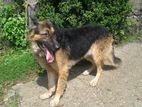 German Shepherd for Crossing