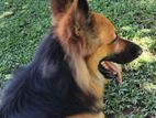Lion German Shepard (stud) Crossing