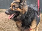 Lion German Shepherd Crossing
