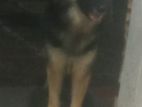 Lion German Shepherd Female Dog