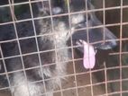 Lion German Shepherd Female dog