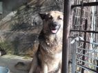 Lion Shepherd Dog