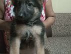 German Shepherd Female Puppies
