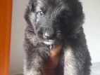 Lion German Shepherd Puppies