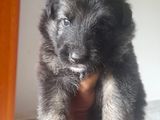 Lion German Shepherd Puppies