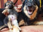 Lion Shepherd Puppies