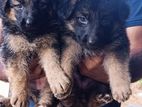 Lion German Shepherd Puppies