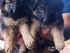 Lion German Shepherd Puppies