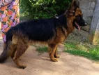 Lion German Shepherd
