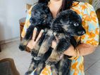Lion German Shepherd Long Coat Puppies