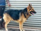 Lion German Shepherd Male Dog for Crossing