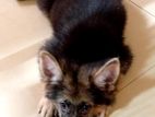 lion German shepherd male puppies