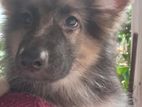 lion German shepherd Male puppies