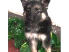 lion German shepherd Male puppies