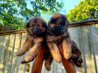 Lion German Shepherd Puppies