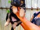 German Shepherd Puppies