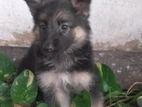 Lion German Shepherd Puppies