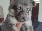 Lion German Shepherd Puppies