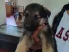 Lion German Shepherd Puppies