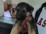 Lion German Shepherd Puppies